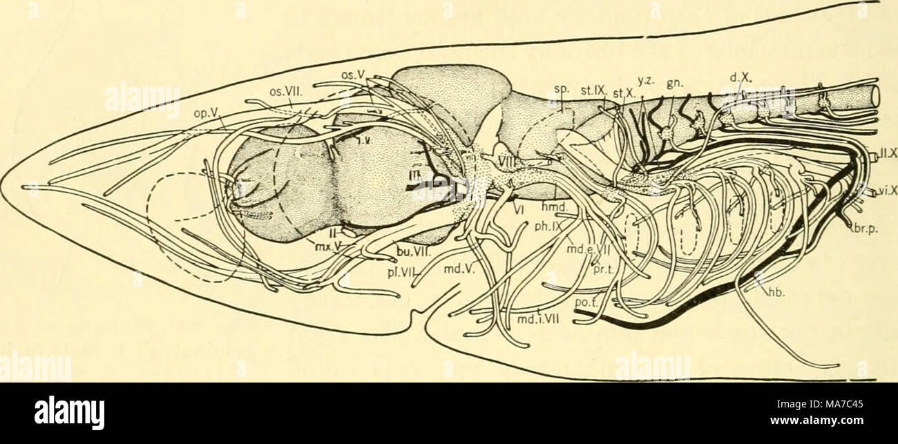 . Les elasmobranches . Fig. 220. Les nerfs crâniens, Squalus acanthias. (De Norris et Hughes). br.p., plexus brachial ; bu.VII, septième de buccalis ; d.X, ramus dorsalis de dixième ; gri., premier ganglion spinal ; Hb., hypobranchial forfait ; limd., hyomandibularis ; U.X, la ligne latérale ; md.e.VII, septième de l'externus mandibularis ; md.j.VII, maudibularis de muscle septième ; md.V, mandibularis de cinquième ; mx.V, maxillaris de cinquième ; op.V, ophthalmicus pro- fond ; os.V, et os.FII, superficiel ophthalmicus de cinquième et septième ; ph.IX, pharyn- geal succursale de neuvième ; pl.VII, palatinus de sept Banque D'Images . Les elasmobranches . Fig. 220. Les nerfs crâniens, Squalus acanthias. (De Norris et Hughes). br.p., plexus brachial ; bu.VII, septième de buccalis ; d.X, ramus dorsalis de dixième ; gri., premier ganglion spinal ; Hb., hypobranchial forfait ; limd., hyomandibularis ; U.X, la ligne latérale ; md.e.VII, septième de l'externus mandibularis ; md.j.VII, maudibularis de muscle septième ; md.V, mandibularis de cinquième ; mx.V, maxillaris de cinquième ; op.V, ophthalmicus pro- fond ; os.V, et os.FII, superficiel ophthalmicus de cinquième et septième ; ph.IX, pharyn- geal succursale de neuvième ; pl.VII, palatinus de sept Banque D'Images