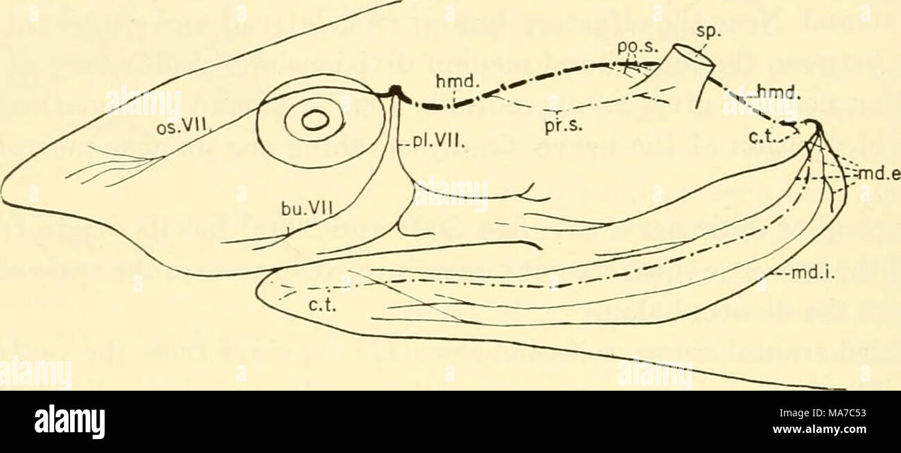 . Les elasmobranches . Fig. 202. Branches du nerf facial, HeptancMis maculatus. (W. R. Dennes, orig.) bu.VII, buccalis de mouchoirs ; c.t., chorda tympanique ; limd. hyomandibular postspiracular), (division de septième ; md.e., les branches supérieures et inférieures des mandibularis de septième ; md.i., division interne d'mandibularis de septième ; os.VII, super- ficialis ophthalmicus de septième ; pl.VII, palatinus ; m.s., postspiracular les brindilles ; pr.s., prespiracular ; sp., nerf facial. spiracle hu {.VII) passe de la tige de cerveau juste à la dorsale de la cinquième division maxillaire Banque D'Images . Les elasmobranches . Fig. 202. Branches du nerf facial, HeptancMis maculatus. (W. R. Dennes, orig.) bu.VII, buccalis de mouchoirs ; c.t., chorda tympanique ; limd. hyomandibular postspiracular), (division de septième ; md.e., les branches supérieures et inférieures des mandibularis de septième ; md.i., division interne d'mandibularis de septième ; os.VII, super- ficialis ophthalmicus de septième ; pl.VII, palatinus ; m.s., postspiracular les brindilles ; pr.s., prespiracular ; sp., nerf facial. spiracle hu {.VII) passe de la tige de cerveau juste à la dorsale de la cinquième division maxillaire Banque D'Images