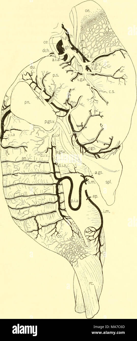 . Les elasmobranches . Fig. 174. Vascularisation de l'appareil digestif, Heterodontus francisci. Duncan (Dunning, del.) a.g., la face antérieure de l'artère gastrique ; a.g.v., Veine gastrique antérieur ; a.gs., la face antérieure de l'artère splénique ; a.gs.c., la face antérieure de la veine splénique, a.i.a., la face antérieure de l'artère intestinale ; aw., artère annulaire ; ce., de l'axe cœliaque ; co., du côlon ; c.s., estomac cardiaque ; mpc. choledochus, canal ; d.i.a., dorsale artère intestinale ; d.i.v., veine intestinale dorsale ; dw., duodénum, ep., epigonal ; artère gli., gastrohépatiques ; h., artère hépatique ; Ji.p., veine porte hépatique ; j.m., ; o mésentérique inférieure Banque D'Images