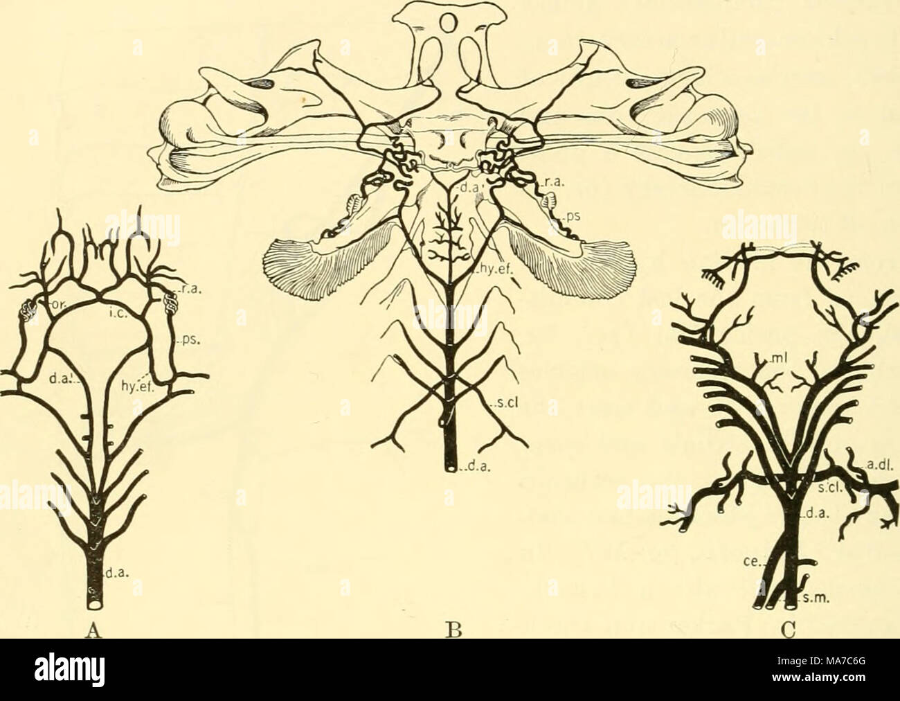 . Les elasmobranches . Fig. 170. Les artères carotides et associés. (À partir de Hyrtl.) A. Acanthias. B. Zygaena. C. Haja. a.clJ., la face antérieure de l'artère dorsale ; ce., de l'axe cœliaque ; d.a., de l'aorte dorsale non appariées ; d.un}, associée de l'aorte dorsale de l'artère vertébrale" ; "hy.ef., hyoidean efferent ; c.-à-d., carotide interne ; ml., mye- lonal cordon à l'artère ; Or. stapedial), orbital (ps ; l'artère, l'artère. pseudobranchial ; r.a., ramus anastomoticus ; s.cl., ; sous-clavière s.m., sang. mésentérique supérieure aux branchies et les tissus environnants. Dasyatis dans les artères sont ainsi mis à la fois à la partie ventrale et dorsale de l'un Banque D'Images