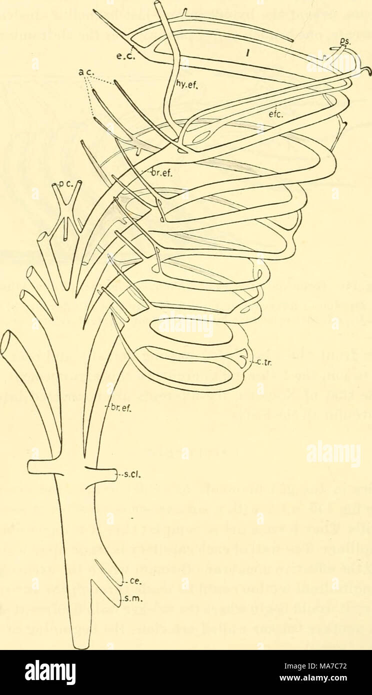 . Les elasmobranches . Fig. 162. Vue dorsale d'artères efférentes et afférentes, Basyatis dipterura. (Blanche Lilli- pont, orig.) ac accessoire, artères branchiales ; hr.ef., artères efférentes branchiale ; c.tr., cross-tronc ; ce., de l'axe cœliaque ; efc, efferent-collector ; e.c, carotide externe ; hy.ef., hyoidean ; efférente p.c, de l'artère cérébrale postérieure ; Ps., pseudobranchial ; artère s.cl., artère subclavière ; s.m., su- mésentériques supérieures ; I, première fente branchiale. Banque D'Images