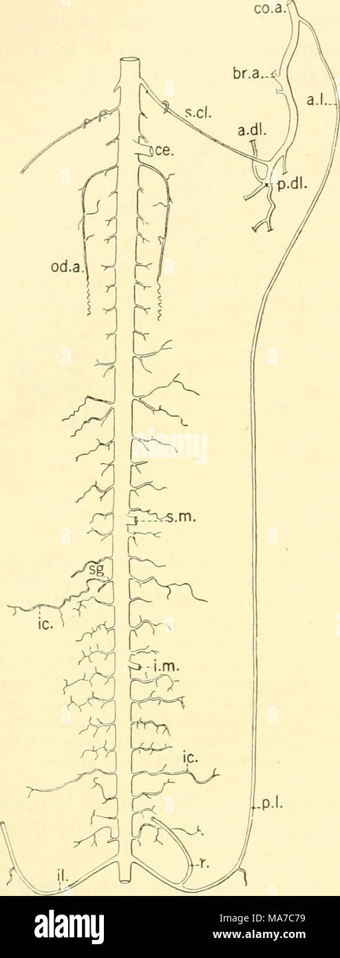 . Les elasmobranches . Fig. 157. L'aorte dorsale et ses branches, Heptanchus maculatus. (Marie Weldt, orig.) a.dl., la face antérieure de l'artère dorso-latérales ; a.l., partie antérieure de l'artère latérale ; hr.a., artère brachiale ; ce.. de l'axe cœliaque ; Fr., une artère coracoïde ; ic, de l'artère intercostale ; artère iliaque il., ; j.m., ; mésentérique inférieure od.a. oviducalartery, ; p.dl., postérieur de l'artère dorso-latérales ; p.l., j)e résultats t os- une partie de l'artère latérale ; r., asym- artère rectale métrique ; s.cl., artère subclavière ; sg., artère segmentaire ; s.m., su- artère mésentérique supérieures. L'approvisionnement artériel aux extrémités comprend Banque D'Images