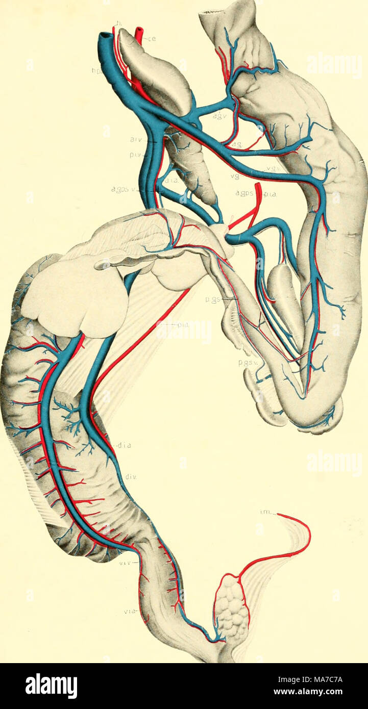 . Les elasmobranches . •^;L.v Fig. 155. Vascularisation de l'appareil digestif, Heptanchus maculatus. Duncan (Dunning, del.) dorsale et ventrale (artères et veines intestinales tirées relativement près togetlier afin qu'ils mai être vu.) a.g., la face antérieure de l'artère gastrique ; a.gps., la face antérieure de l'artère pancréatico-splénique gastro- ; a.gps.c., la face antérieure de la veine pancréatico-splénique gastro-a.i. ; a., la face antérieure de l'artère intestinale ; t.i.v., la face antérieure de la veine intestinale ; ce., coeliae axe ; le ministère et d.i.v., la nageoire dorsale de l'artère et la veine intestinale ; / ;., il- artère patic ; h.p., veine porte hépatique ; /.hi., ; mésentérique inférieure Banque D'Images