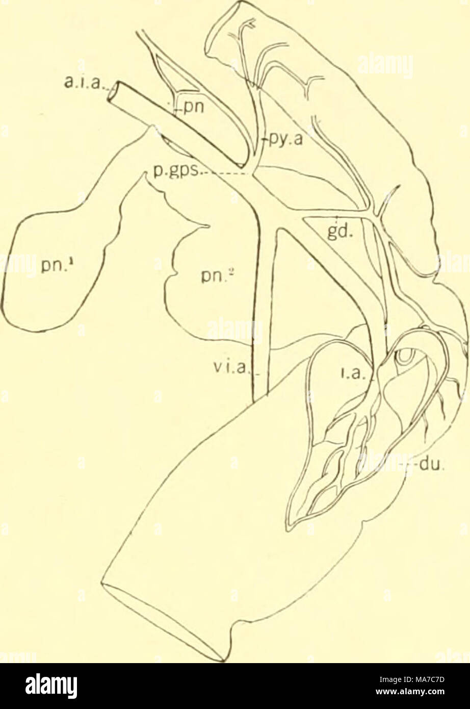 . Les elasmobranches . Fig. 156. Alimentation de l'artère du- odenum. Vue dorsale, Keptanclius maculatus. (Marie Weldt, orig.) a.La., intestinale antérieure ; l'artère du., duodénum ; gd., de l'artère gastroduodénale ; j.a., intraintestinal ; artère pn., Direction générale du pancréas ; pn.^'", dor- sal et lobes ventraux du pancréas ; p.gps., gastro-postérieure artère splénique- pancreatico ; py.a., l'artère pylorique ; v.i.a., ventrale artère intestinale. (Qualité inférieure artère mésentérique postérieur) l'artère mésentérique inférieure (i.m., fig. 157 et 155) se présente comme un seul tronc quelques segments derrière la région mésentérique supérieure Banque D'Images