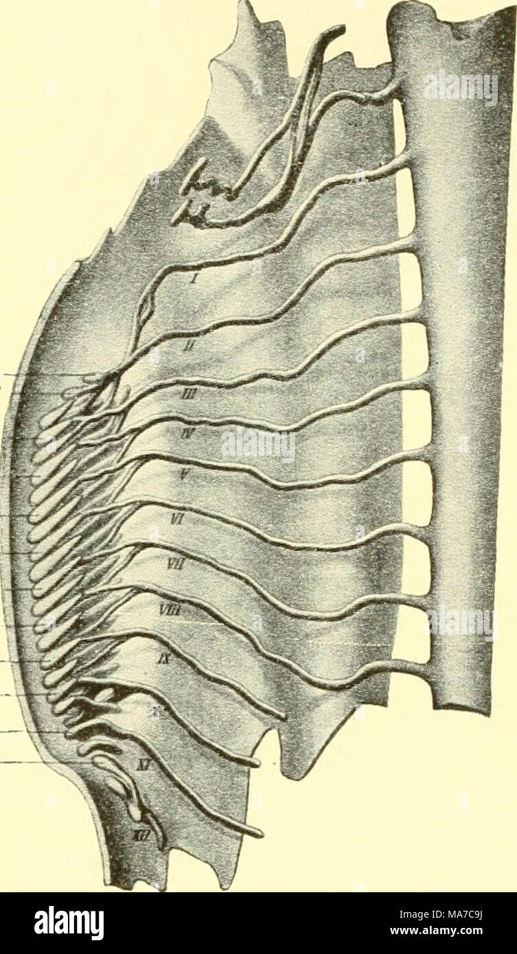 . Les elasmobranches . Les ailettes op Muscles Fig. 111. Construction des muscles jusqu'à la nageoire pectorale, Acanthias. (À partir de Erik Miiller.) 1-33, les bourgeons musculaires ; I-XII, les nerfs. Les élasmobranches dans les muscles de la nageoires paires se présentent dans l'embryon que des bourgeons de la face ventrale de l'downgrowth myotome. Un nombre variable de ces bourgeons prendre part à la formation de l'ailerons sur différentes espèces d'élasmobranches. Après la face dorsale est séparée de somites du plaques latérales ses myotome se développe rapidement les deux dorsalement et ventralement. Comme le downgrowth ventrale passe la fin salon il dégage les bourgeons musculaires comme la Banque D'Images