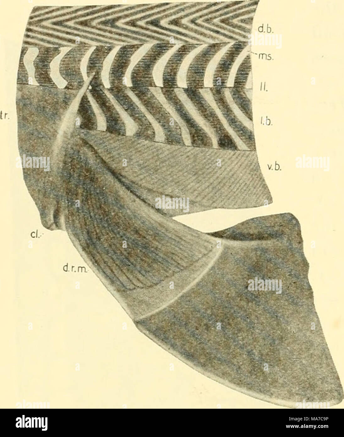 . Les elasmobranches . Fig. 112. Des profils des muscles pectoraux, Sqtialus sucJdii. (Evelyn Forsythe, orig.) cL, fente branchiale ; d.b., dorsale forfait ; d.r.m., dorsal muscle radial de nageoires pectorales ; l.h., lat- nérale bundle ; U., la ligne latérale ; ms., myoseptum ; tr., trapezius muscle ; v.h., Médiane ventrale du muscle. MUSCLES DE LA les ptérygopodes muscles qui contrôlent le sont habituellement ptérygopodes plus complexes que celles décrites pour Heptanchus. Dans Chlamydoselachus, cependant, quelques points de modi- fication sont affichées. Le principal changement est à noter dans le domaine de la les adducteurs. Bien que le muscle adducteur de l'notidanids est une longue Banque D'Images