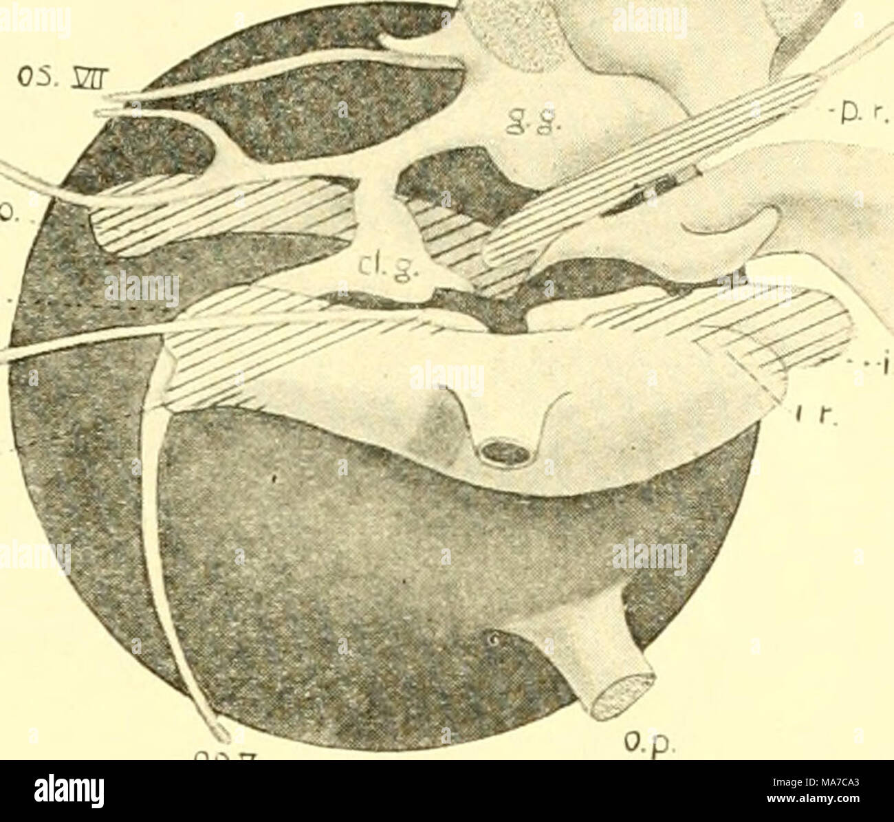 . Les elasmobranches . 093 Fig. 103. Construction des muscles de l'œil, AcantJiias, droite, vue sur la médiane. (À PARTIR DE LA J'^amb.) a.r.. anterior rectus ; cl.g., ganglion ciliaire de cinquième ; g.g., gasserian ; ganglion j.o., oblique inférieur ; i.r., rectus inférieure ; o.p., à pédicelle optique ; op.V, ophthalmicus profundus ; p.r., externe ou postérieure ; rectus s.o., supe- vant ; oblique os.V et VII, ophthalmicus su- perficialis^ branches du cinquième et septième nerfs ; s.r., superior rectus ; /// et VI, ocu- lomotor aljducens et nerfs respectivement. palatoquadrate. Dans Carcharias, cependant, en plus t Banque D'Images . Les elasmobranches . 093 Fig. 103. Construction des muscles de l'œil, AcantJiias, droite, vue sur la médiane. (À PARTIR DE LA J'^amb.) a.r.. anterior rectus ; cl.g., ganglion ciliaire de cinquième ; g.g., gasserian ; ganglion j.o., oblique inférieur ; i.r., rectus inférieure ; o.p., à pédicelle optique ; op.V, ophthalmicus profundus ; p.r., externe ou postérieure ; rectus s.o., supe- vant ; oblique os.V et VII, ophthalmicus su- perficialis^ branches du cinquième et septième nerfs ; s.r., superior rectus ; /// et VI, ocu- lomotor aljducens et nerfs respectivement. palatoquadrate. Dans Carcharias, cependant, en plus t Banque D'Images