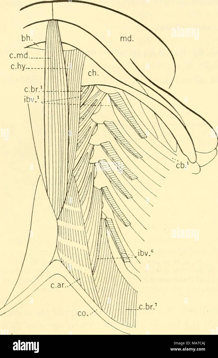 . Les elasmobranches . Fig. 95. Longitudinal ventral ou hypobranehial Heptanchus, muscles maculatus. (À partir de Davidson.) hh., basihyal, cartilage, muscle car. coracoarcualis ; c&amp ;. premier cartilage ceratobranchial ; c.hr}'', première à septième coracobranchial muscles ; ch., ceratohyal carti- lage ; c.hy., coracohyoideus ; c.md., coracomandibularis ; muscle co., cartilage coracoïde ; rbv.^"", première à sixième dans terbranchial- cales ; MD., mandibulaire du cartilage. Les muscles sur la face dorsale de la nageoire pectorale (d.r.m., fig. 90) prendre l'origine de la marge postéro-de l'omoplate, et fr Banque D'Images