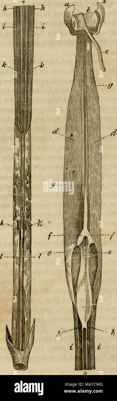 . Einleitung in die Konchyliologie ; oder der naturgeschichte grundzüge der Weichthiere . Eingeweide der Tercdo naralis tonne hinten Die aa. Schaalen zurückge- und getrennt. Le digastrische b Der Muskel. c der über nhi laufende Darm. dd mourir Hoden. ee. Herz-Ohren die die fi Kammer. 9g die zum Kopf führende Arterie hh Die von den Gefässe Kiemen zum Herzen II Die Kiemen. Ausführungs-Gänge kh die der Hoden. / / Eine derbe Masse mit diesen dlinnsten Queerfasern , uro Theil des Thieres, zu. Herz-Ohren, versorgen kommen aus den Kiemen. Die Ohren sind mit einem schwar- FarLstolT überzoge zen Banque D'Images