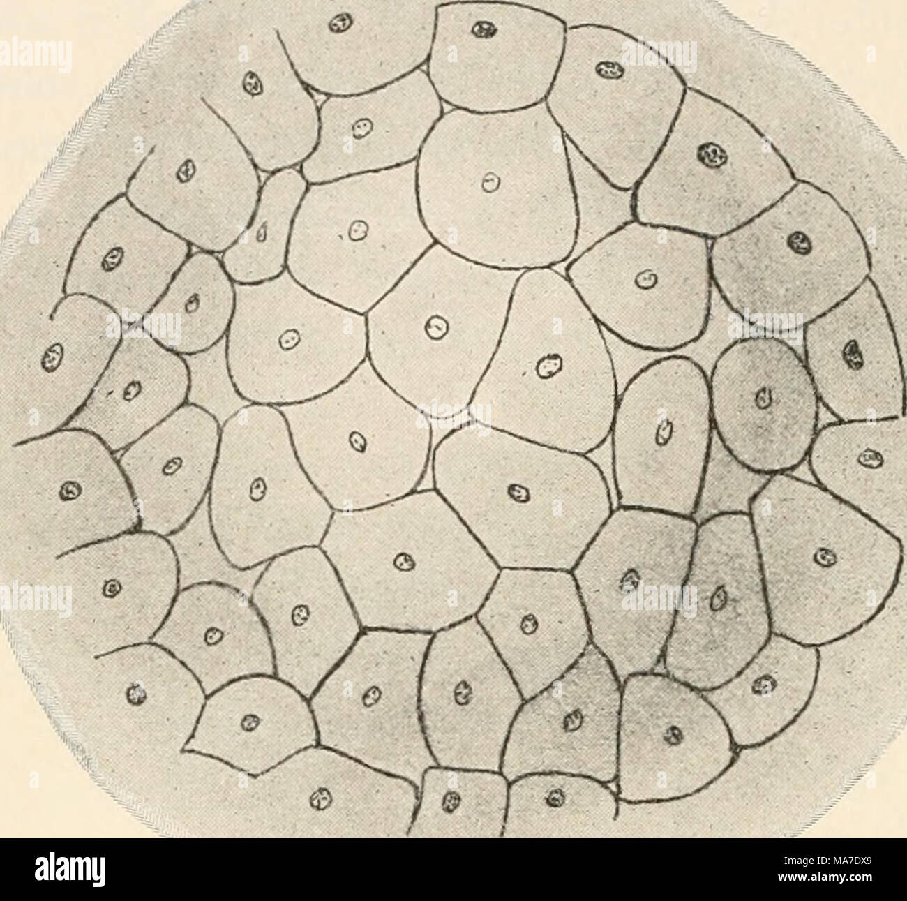 . Einführung in die experimentelle Entwickelungsgeschichte (Entwickelungsmechanik) . Fig, 47. Von Furchung Betone acus (nach Kopsch).. Auch sonst können mit diesen Eiern dans frühen wie die späteren Stadien Materialveränderungen beträchtliche forme- und vor- genommen werden, ohne den Ablauf der Einiges zu stören Entwickelung^ wüe Dotterentnahme daran, die am ungeteilten Ei wird noch in der zu sein besprechen notamment. Es un meroblastischen Doppelbildungen sind mehrfach Eiern, nettement dans Der Natur, als nach Experimenten beobachtet worden, bei Forelle, Eidechse, Vögel etc. Dieselben Banque D'Images