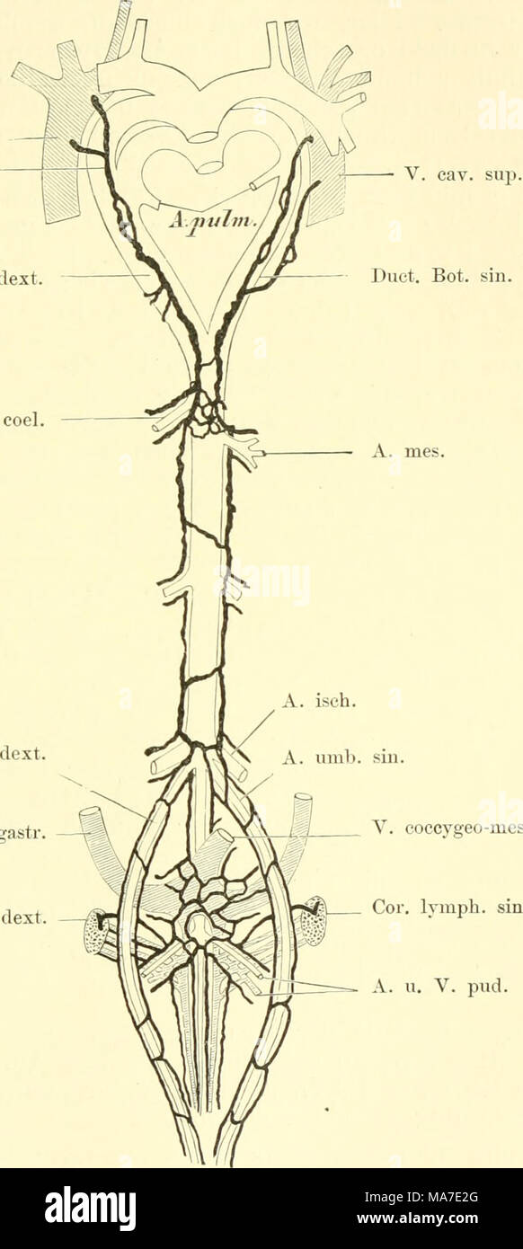. Einführung in die vergleichende pot der Wirbeltiere, für Studierende . V.-coccygeo mesent. Fig. 297. Des Verlaufs Scheraatische Darstellung der beiden Ductus tho- racici sowie der großen, abdominalen kaudalen Lymphstämme Hühner-Embryos und eines von 17 Tagen. Nach L. Sala. Die Arterien snid enfer, die Venen schraffiert Lymphherzen punktiert, mourir, mourir Lymphgefäße schwarz gehalten. Lymphgefäße des Halses Kopfes und auf und mündet jederseits dans die Vena subclavia. Die Bifurkation des D. thoracicus deutet Banque D'Images