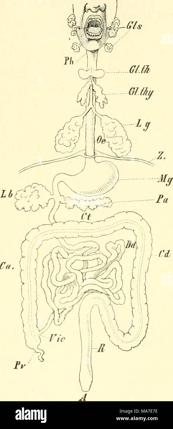 . Einführung in die vergleichende pot der Wirbeltiere, für Studierende . Fig. 218. Schematisches Übersichts- bild über den gesamten dans Traotus testinalis- des Menschen. Un Anus, Ca Colon ascendens, Colon descendens Cd, Tc Co- lon transversum, Dd Dünndarm Mitteldarm (GLS), Ghindulae salivales, gl.th Glandula ton reoidea-. Gl.ton Cilandula , thymus Lb Leber, fente, Lg Mg Magen, Oe Ösophagus Pankreas Pa, Ph, pharynx, vermi- formis Processus Pv , P rectum. Vic Valvula ileo-colica, Z Zwerchfell. Sig). Banque D'Images