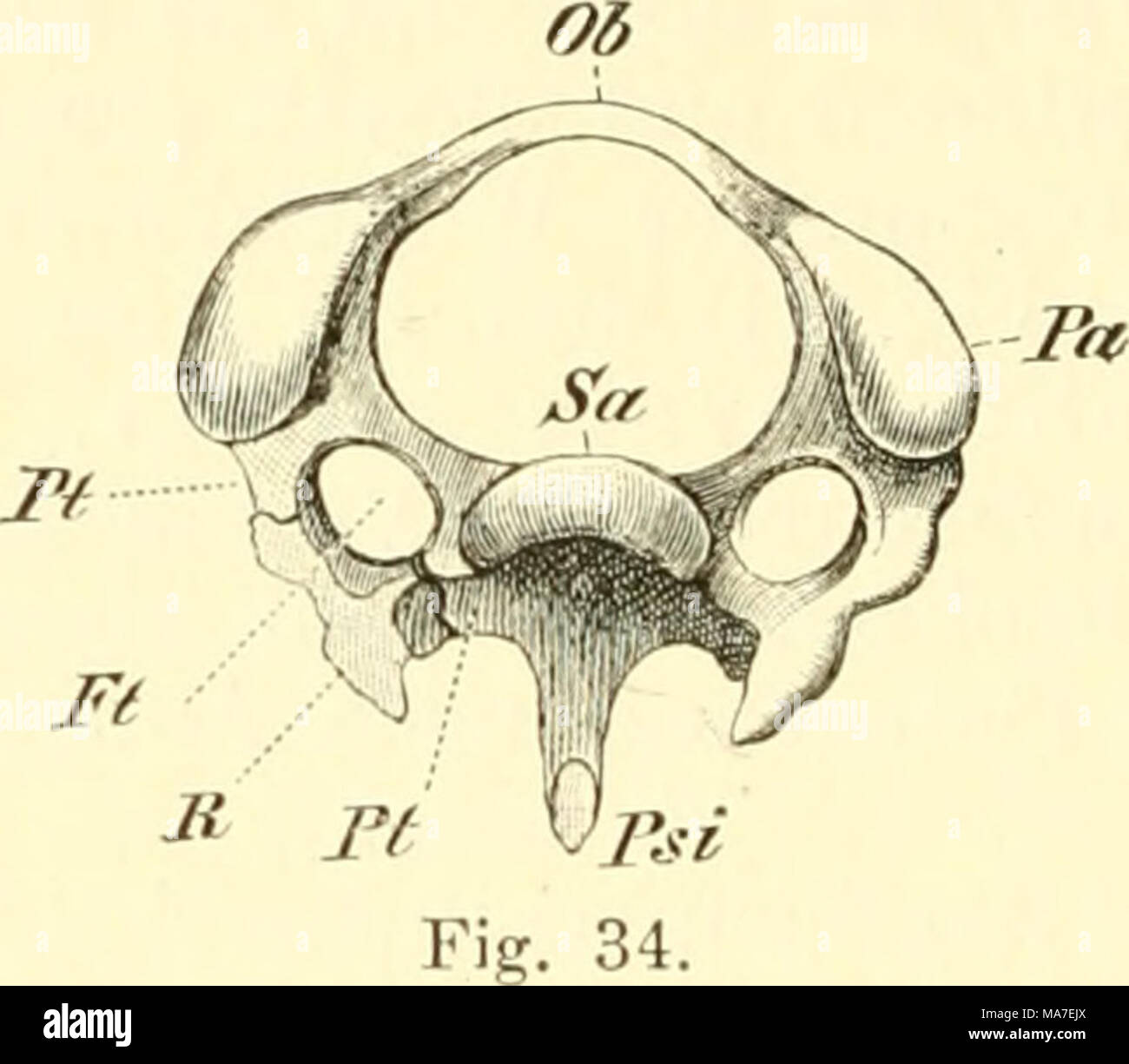 . Einführung in die vergleichende pot der Wirbeltiere, für Studierende . Fig. 33. Fig. 3o. Becken von St rix bubo. Ventralansicht. // L'iléon, 7s Ischiuni P, F, Pubicum Lücke zwischen Os ilei und Os pubis, E letztes Ri2)penpaar Sakralwirbel, Gegend der primären. Suivant Wie nach hinten von W liegen die sekundären. Sakralwirbcl Fig. 34. Des Grünspechtes Halswirbel où von vorne. Ft Foramen transversarium, Ob obere Bogen, Pii Processus articul. dornartiger Fortsatz, P.ii an der Unter- fläche des Wirbels. Pt, Pt die beiden Spangen des processus transversus, welche auf der einen Seite mi Banque D'Images