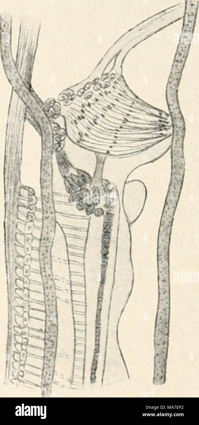 . Einführung in die Biologie . Banque D'Images