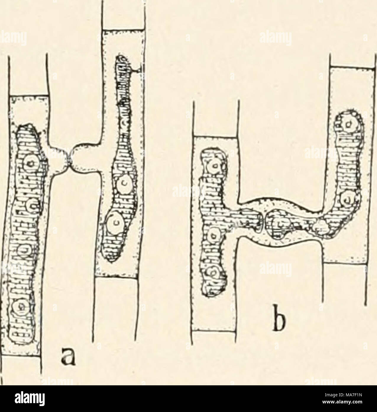 . Einführung in die Biologie . Banque D'Images