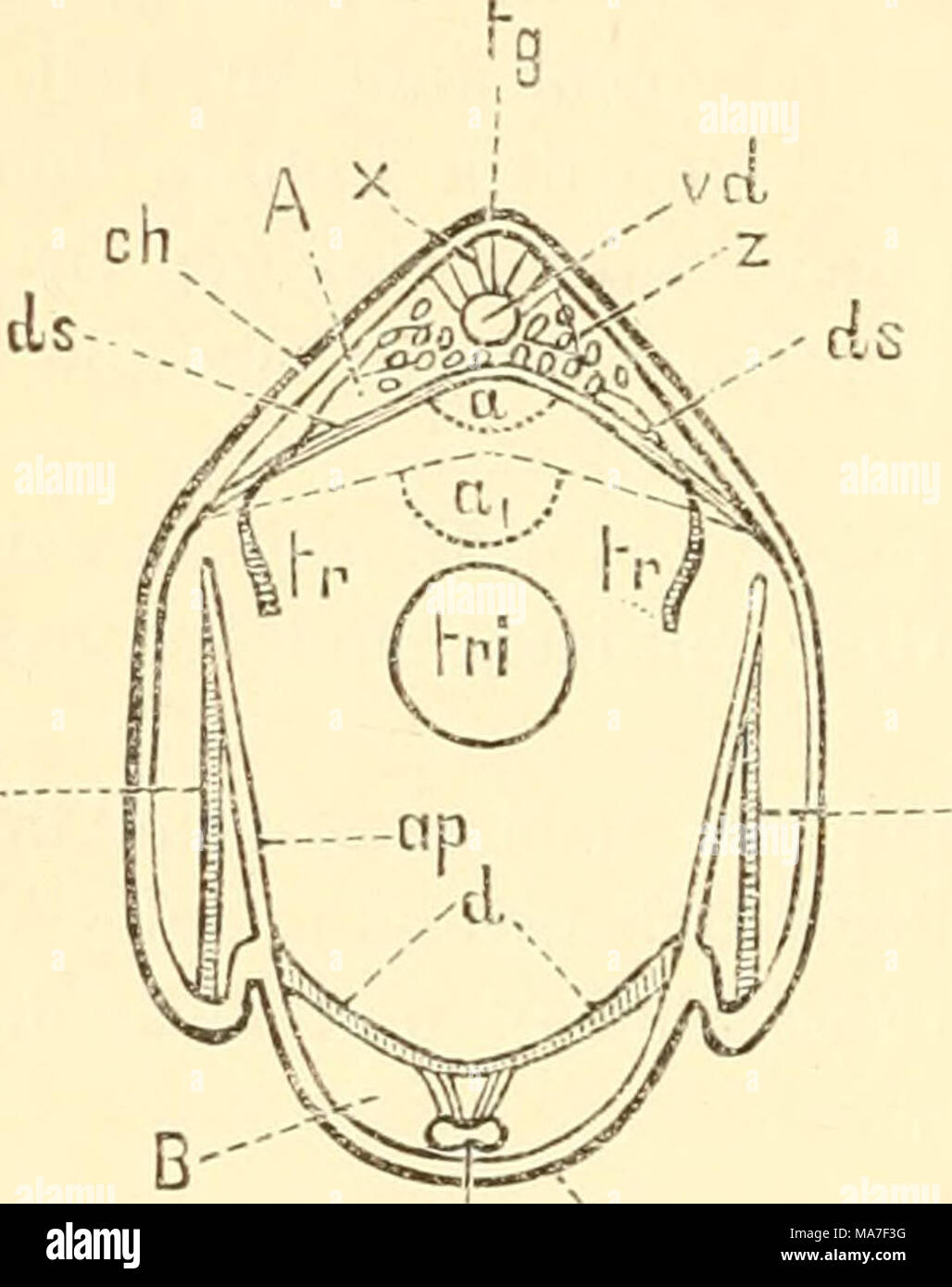 . Einführung in die Kenntnis der Insekten . Fig. 9 V mj. Querschnitt durch den von Hinterleib Acrklium- schrecke (HEU). Nach Graber. fft, Rückenseite ; v, Bauchseite ; ch, äussere Körperhaut Blutsinus dorsaler ; A, (Rücken- kammer) ; z, Perikardialzellen ; tr, dans Blutsinua mündende Tracheen den ; vd, Herz ; X, Das Herz der une Rückenwandung festigende- être Herzsuspensoriuni (Muskeln) ; ds, Diaphragma (septum) dorsalen Blutsinus, welches den von der Iveibeahöhle trennt ; a, Lage des septums bei der Verengung Rückenkammer ; ai, der Lage des septums bei der Erweiterung der Rückenkammer ventraler Blutsi ; B, Banque D'Images