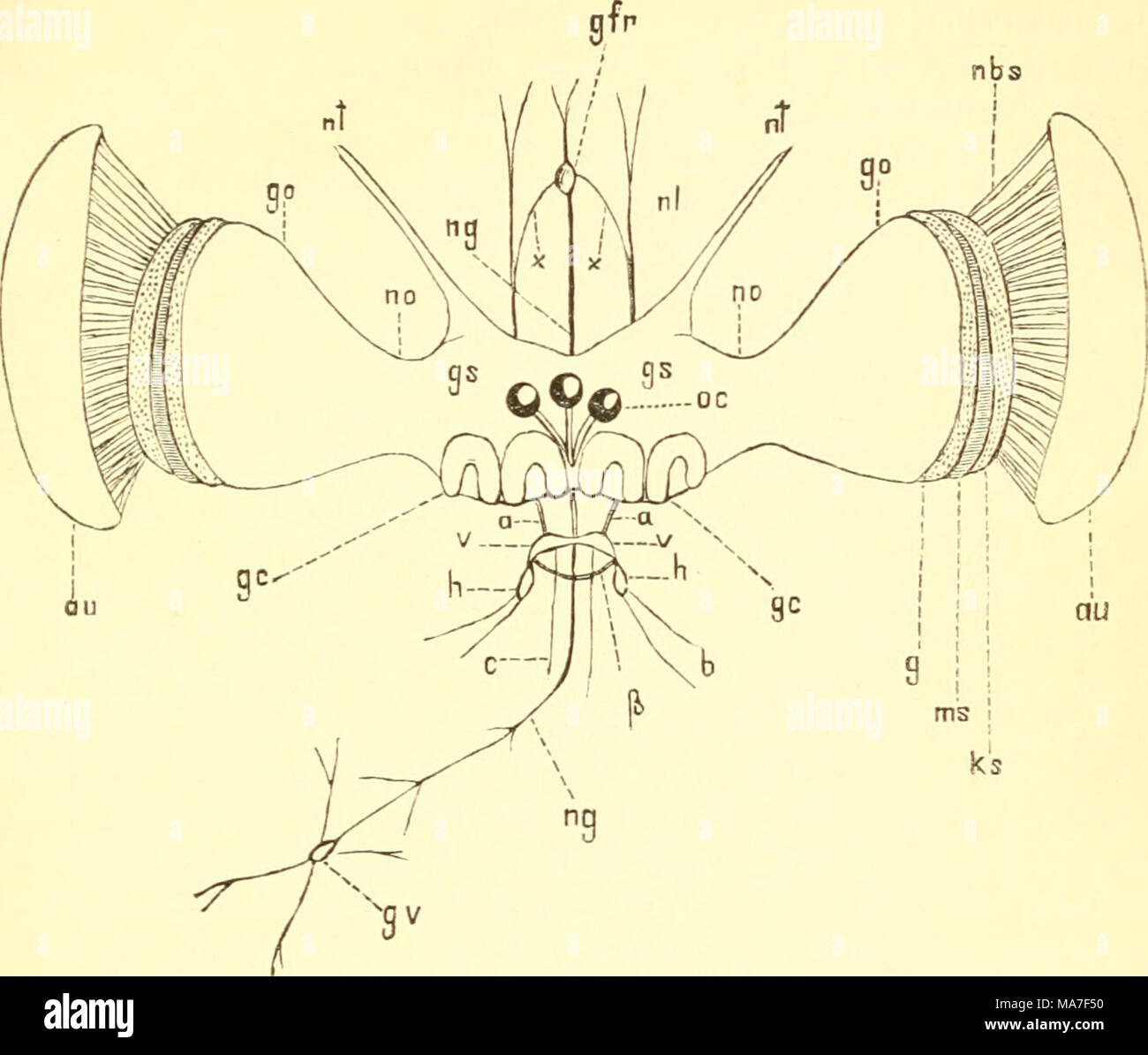 . Einführung in die Kenntnis der Insekten . Fig. 262. Geliirn Insekts und das nebst den zugehörigen Nervenapparaten. Schematisch nach dir. Brandt und E. Berger. gs, die beiden Gehirnhälften Gehirnwindungen ; gc, die (gyri cerebrales) ; oc, die Ozellen nebst den drei von demselben entspringenden Ozellennerven Punkte ; non, der Sehnerv (nervus opticus) mit dem Augenganglion, rendez-ganglionnaires (opticum) ; g, die Ganglienzellenschicht granuläre ; ms, die Schicht ; ks, die Kömerschicht Nervenbtinrlelschicht ; nbs, die das ; au, Fazettenauge ; - nt, der Fühlernerv ; nl, der Ober- lippennerv Stirnganglion ; DFG, das Banque D'Images