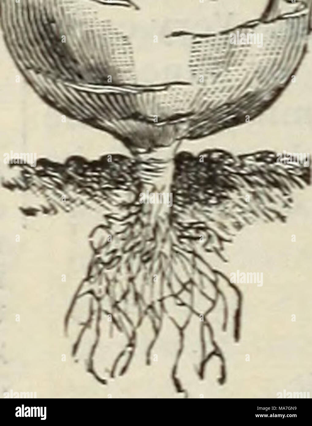 . E. H. Hunt : seedsman . KOHL RABI. Le poireau. La culture. Planter la graine en avril, dans un pied en dehors des exercices et un pouce de profondeur. Lorsque six ou huit pouces de haut retirer les plantes à des sols riches, les fixant dans les rangées de douze ou quinze pouces à part dans les lignes. Plante aussi profond que possible, au cours de la croissance et attirer la terre à eux de faire blanchir la tige. Une once de graines pour 1 500 plantes. Grand Londres. Hardy, feuilles larges. Pkt., 5c ; oz., 10c :  %-lb, 30c Grand ^lusselburgb. L'un des meilleurs, saveur douce. Pkt., 5c ; oz., 20c. •Lb, 60c GRAND POIREAU MUSSELBURGH. En cas d'erreurs en remplissant votre ordre, toujours nous kn Banque D'Images