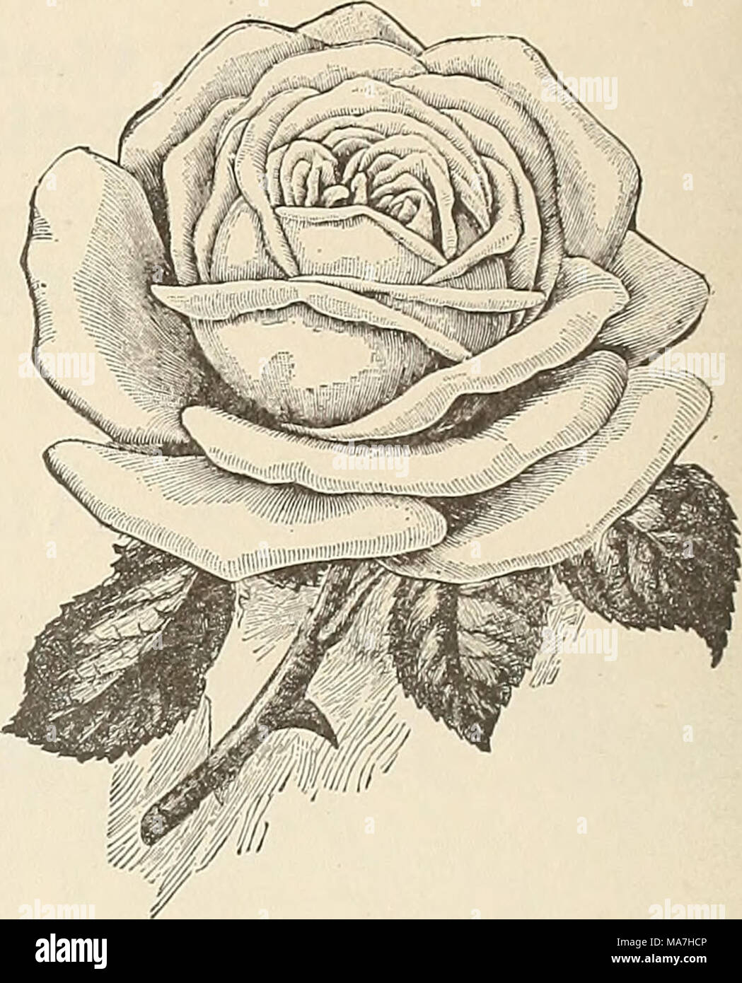 E G Hill Co Fleuristes En Gros Leonie Osterreith