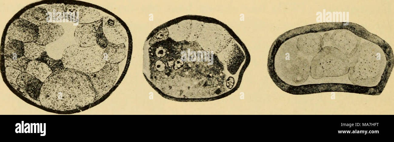 . Les œufs des mammifères . Fig. 5 Fig. 6 Fig. 7 C. La plaque (Fig. 1 à 3 de la revue de l'anatomie, les figues. 4 à 7, à partir des archives de Biologie.) Fig. 1, le dessin des lignes d'un article par l'intermédiaire d'un foUicle atrésiques de la souris. Première anaphase mitotique. La division cytoplasmique non terminée à la souris. Fig. 2, 4-loculaire typique de l'ovule de l'ovaire-eau vole. Fig. 3, 2-loculaire typique de l'ovule de l'ovaire avec intact zona-eau vole. Fig. 4, au début de l'ovule de l'ovaire blastocyste-souris. Fig. 5, de nombreuses cellules de l'ovaire en blastocyste ovum-cobaye. Fig. 6 blasto multinucléés, kyste ovarien--comme l'ovule de la souris. Fig. 7, de l'ovaire de type blastocyste o Banque D'Images