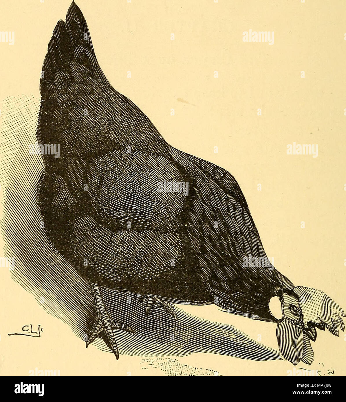 . L'élevage de volailles et d'oeufs à la maison . Fig. 1.-Minorque Poule. comme les races plus légères sont le non-gardiennes, et parmi eux figurent Minorcas, Leghorns, Anconas, andalous, et Hamburghs ; tandis que les races plus lourdes sont gardiennes, et : Wyandottes, Orpingtons, Plymouth Rocks, Langshans, &amp;c. Les autres sites d Banque D'Images