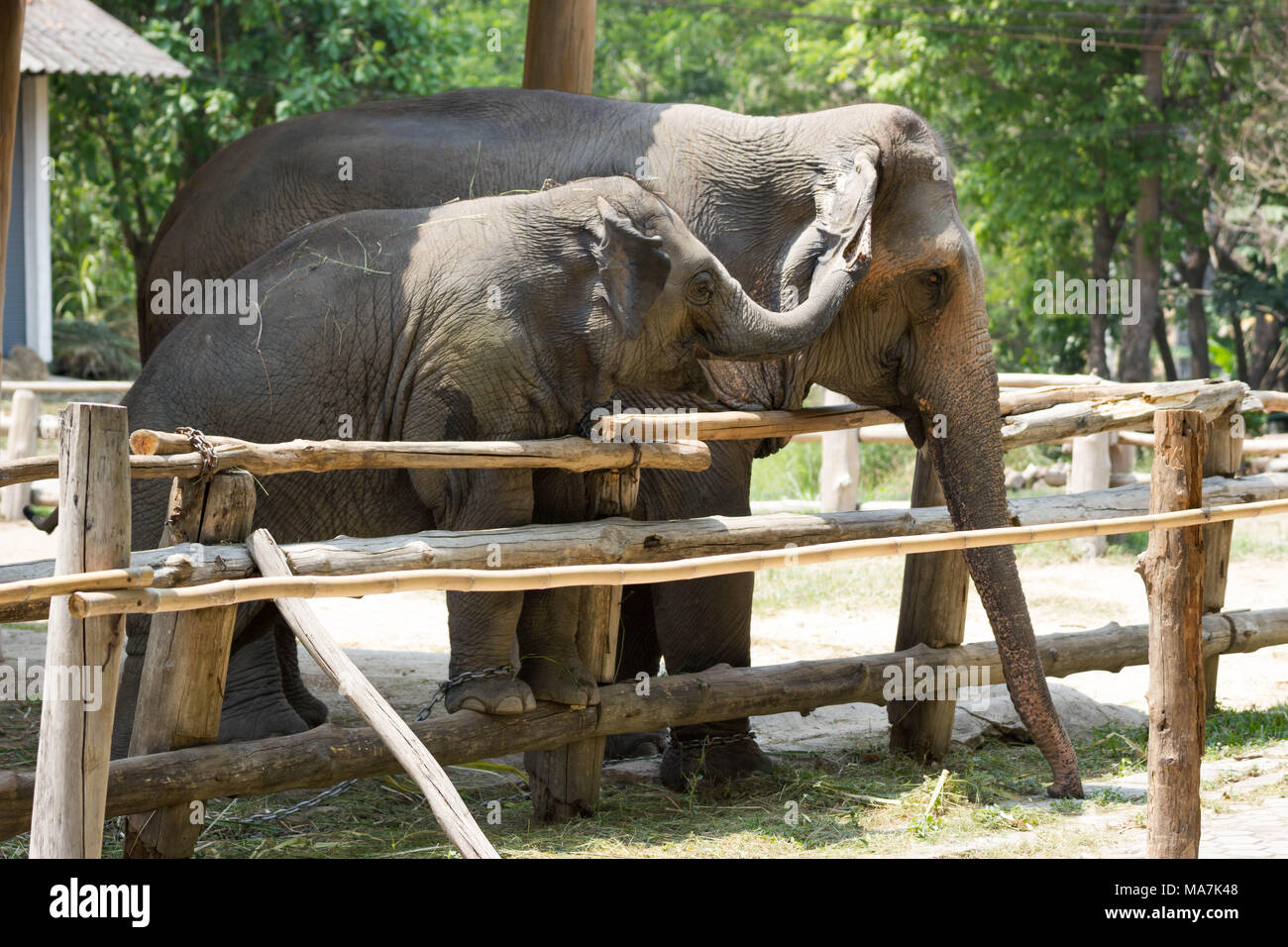 LAMPANG, THAÏLANDE - 15 Avril 2016 : Elephant Show quotidien et la formation à la Thai Elephant Conservation Center (TECC), Mahouts montrent comment former elep Banque D'Images