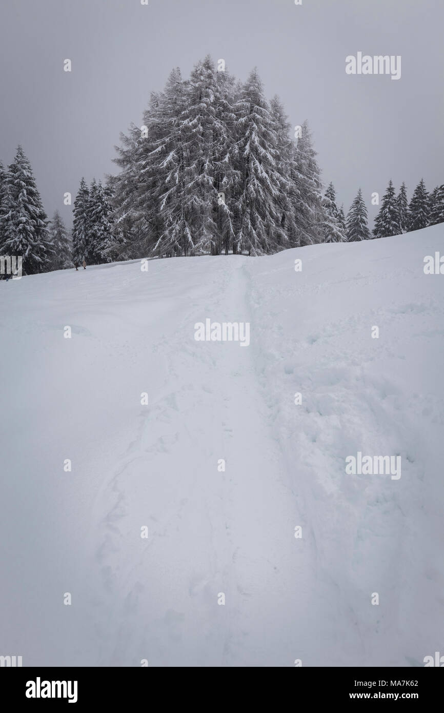 Sentier dans la neige en direction d'un groupe d'arbres à la Presolana pass. Angolo Terme, Vallée Seriana, province de Bergame, Lombardie, Italie. Banque D'Images