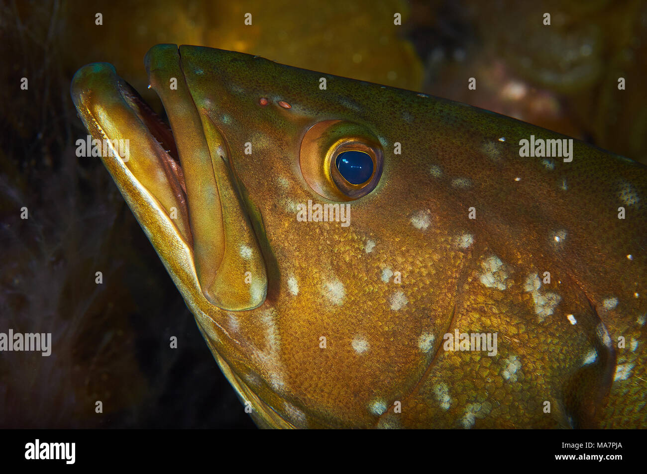 Island mérous (Mycteroperca fusca) portrait à Mar de las Calmas Marine Reserve (El Hierro, Îles Canaries, Espagne) Banque D'Images