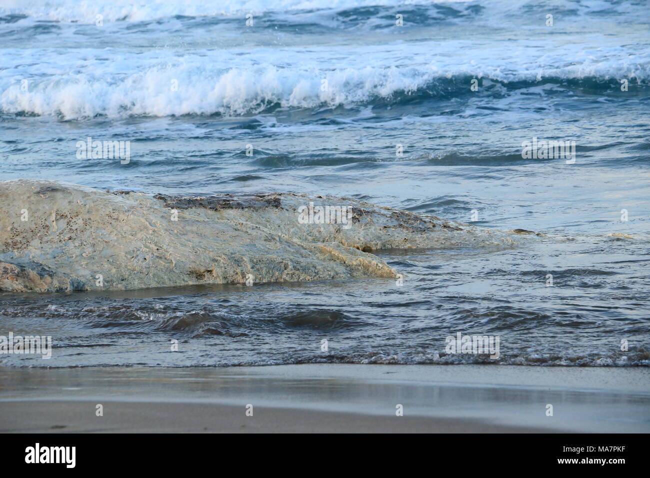 S'est échoué sur la plage de Platamona - Sassari Norh Sardaigne Banque D'Images