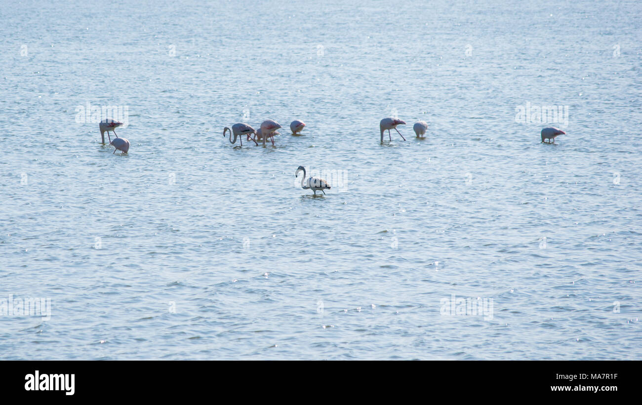 Flamants Roses dans l'eau du lac salé de Larnaca Chypre Banque D'Images