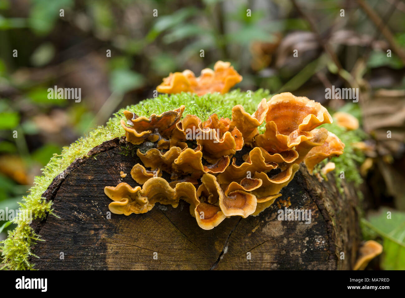 Champignons stereum hirsutum (Treum hirsutum) sur un bois couvert de mousse à Dartmoor, en Angleterre. Banque D'Images