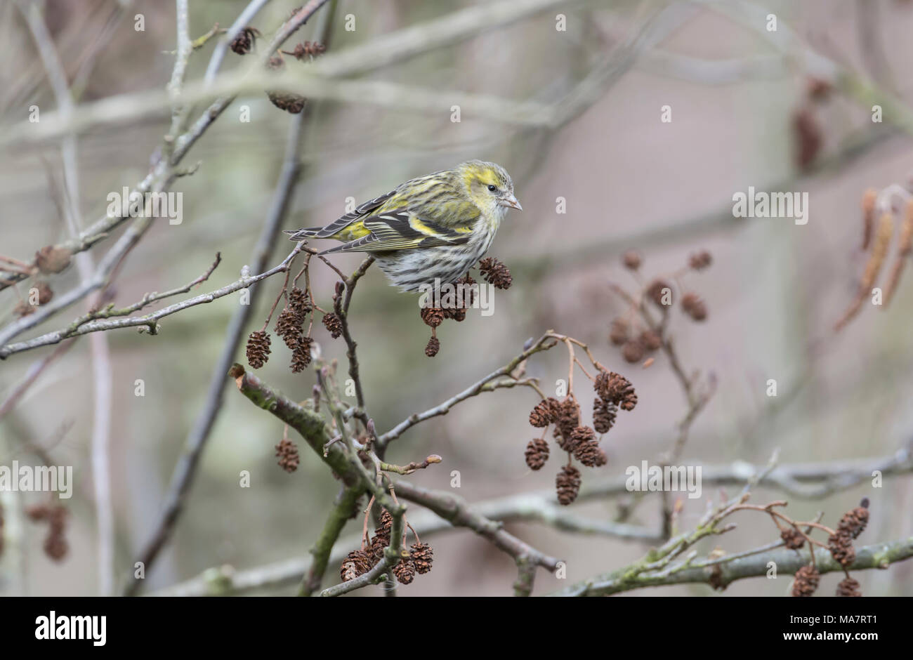 Cardeulis spinus siskin (femelle) alimentation en aulne Banque D'Images