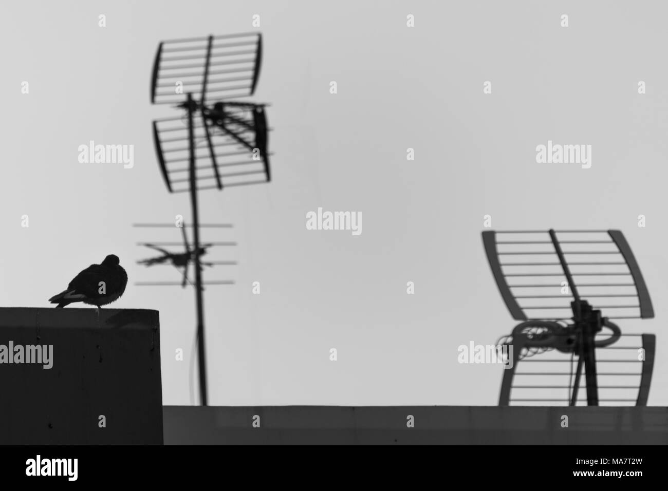 Silhouette d'oiseaux et d'antennes sur le toit de la ville Banque D'Images