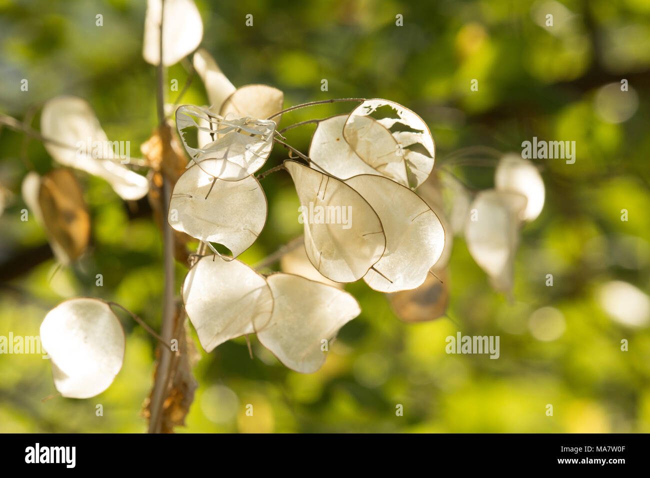 Lunaria Fleurs sèches Banque D'Images