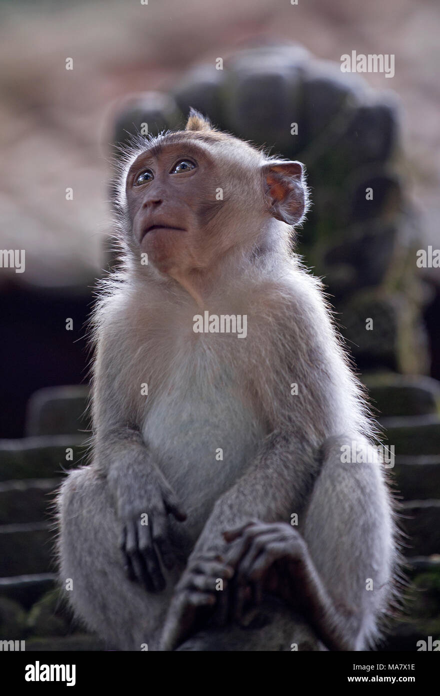 Singe Macaque pris en forêt des singes d'Ubud, Indonésie Banque D'Images