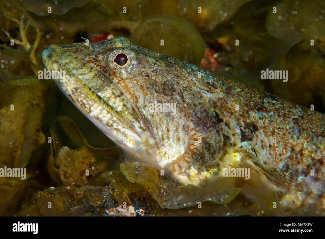 Lizardfish atlantique (Synodus saurus) portrait à Mar de las Calmas Marine Reserve (El Hierro, Îles Canaries, Espagne) Banque D'Images