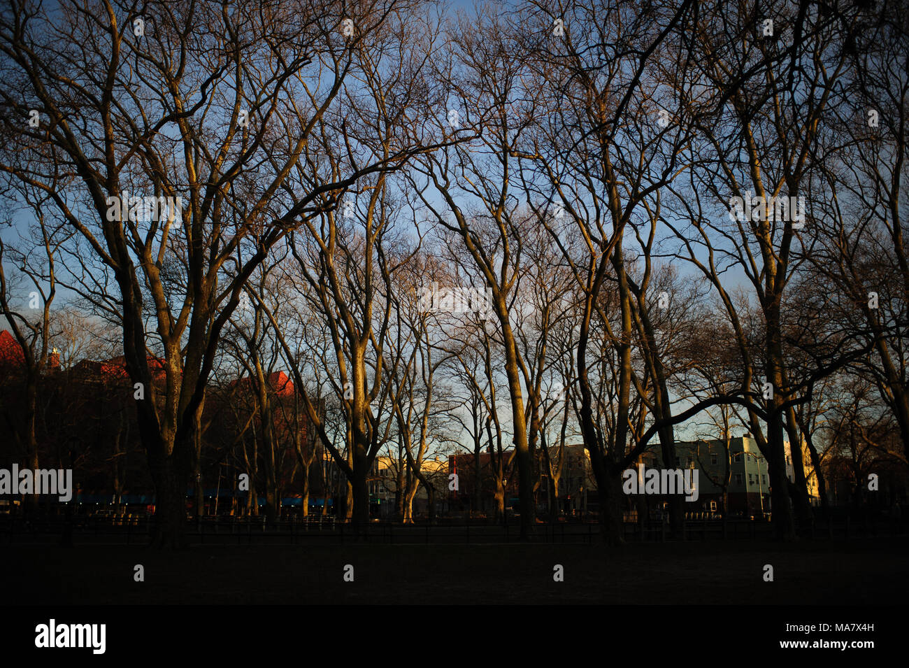 Coucher du soleil lumière hits arbre branches contre un ciel bleu au crépuscule à Mgr. McGolrick Park à Brooklyn, New York, avril 2013. Banque D'Images