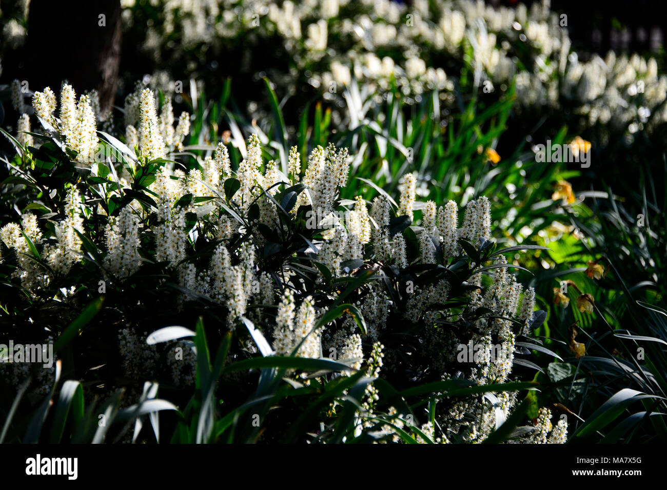 Les rayons du soleil frappent des fleurs dans un jardin dans le parc au printemps à Brooklyn, New York, mai 2013. Banque D'Images