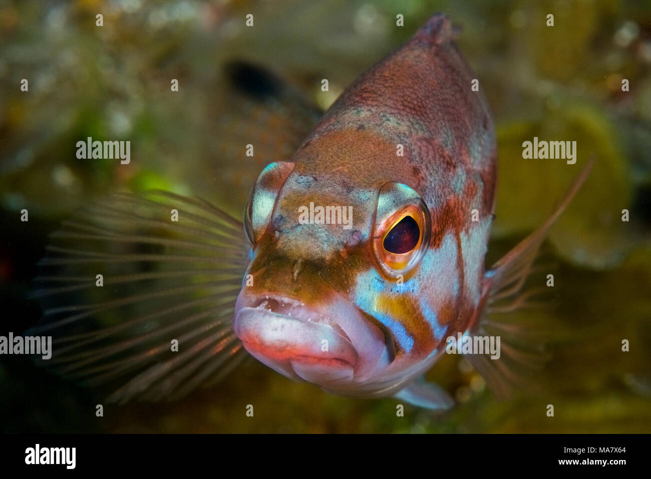 (Thorogobius Blacktail atricauda) portrait à Mar de las Calmas Marine Reserve (El Hierro, Îles Canaries, Espagne) Banque D'Images