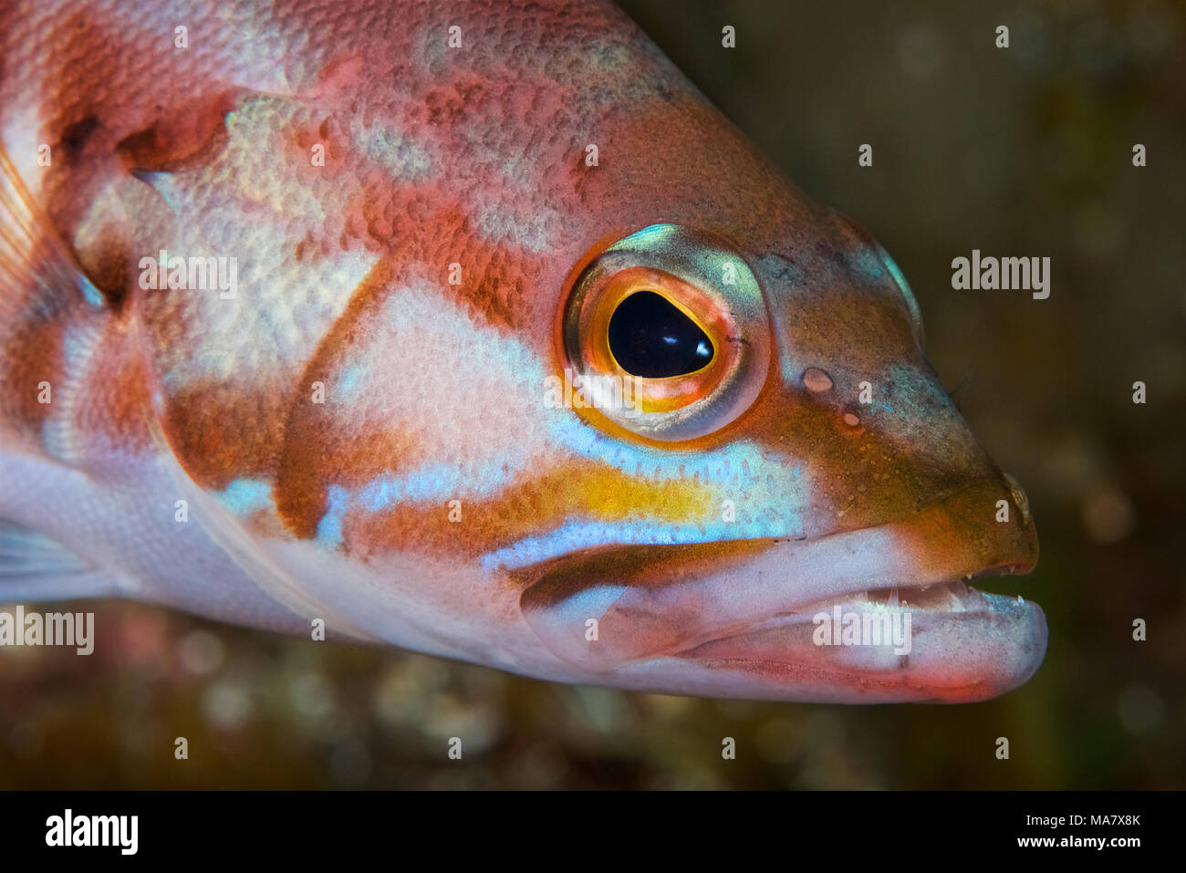 (Thorogobius Blacktail atricauda) portrait à Mar de las Calmas Marine Reserve (El Hierro, Îles Canaries, Espagne) Banque D'Images