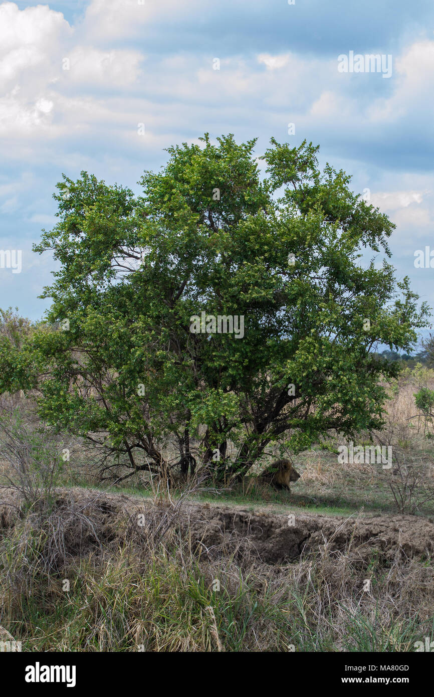 SAFARI en Tanzanie, Afrique, RUAHA MIKUMI, nature et paysage avec des animaux dangereux Banque D'Images