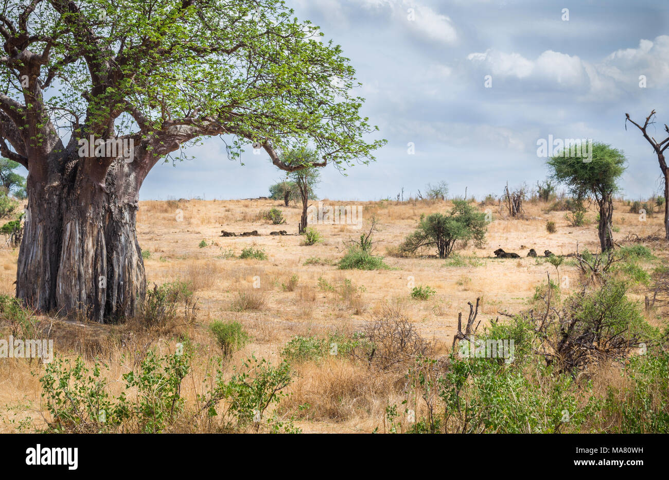 Lion sous l'arbre, safari Afrique Tanzanie Banque D'Images