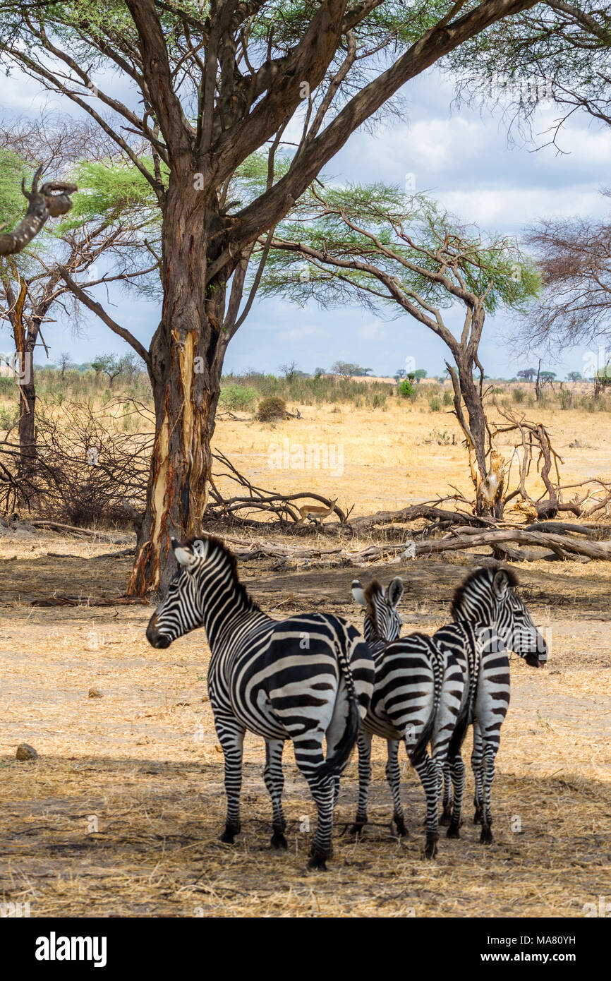 Safari, Tanzanie, voyage en Afrique Banque D'Images