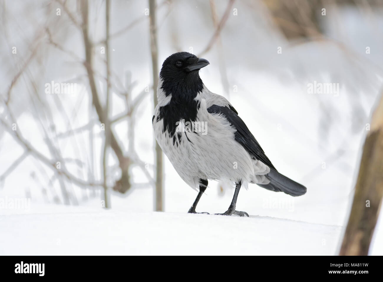 Hooded crow (Corvus cornix) siège avec la tête tournée sur la neige dans la forêt d'hiver. Banque D'Images