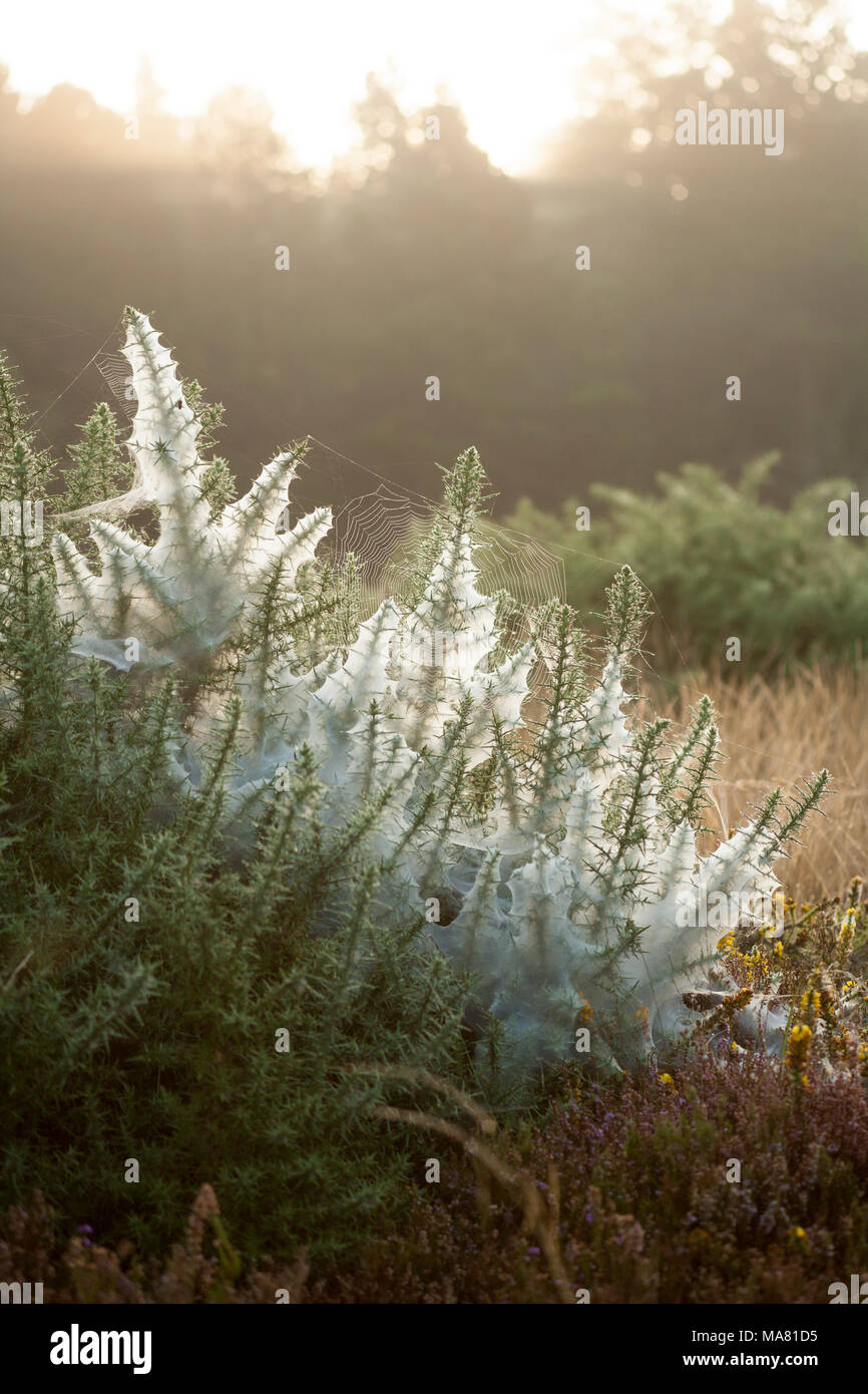 Des toiles d'araignée à l'aube dans des buissons de gorse sur le bord de la forêt, Dorset Angleterre Royaume-Uni GB Banque D'Images