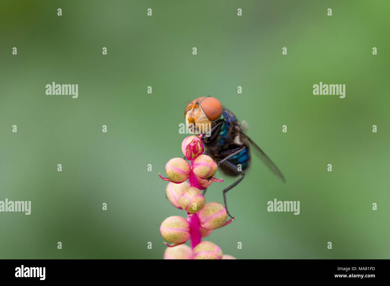 Un gros plan macro sur une bouteille bleue voler sur rose plante attrayante avec un fond vert floue. Banque D'Images
