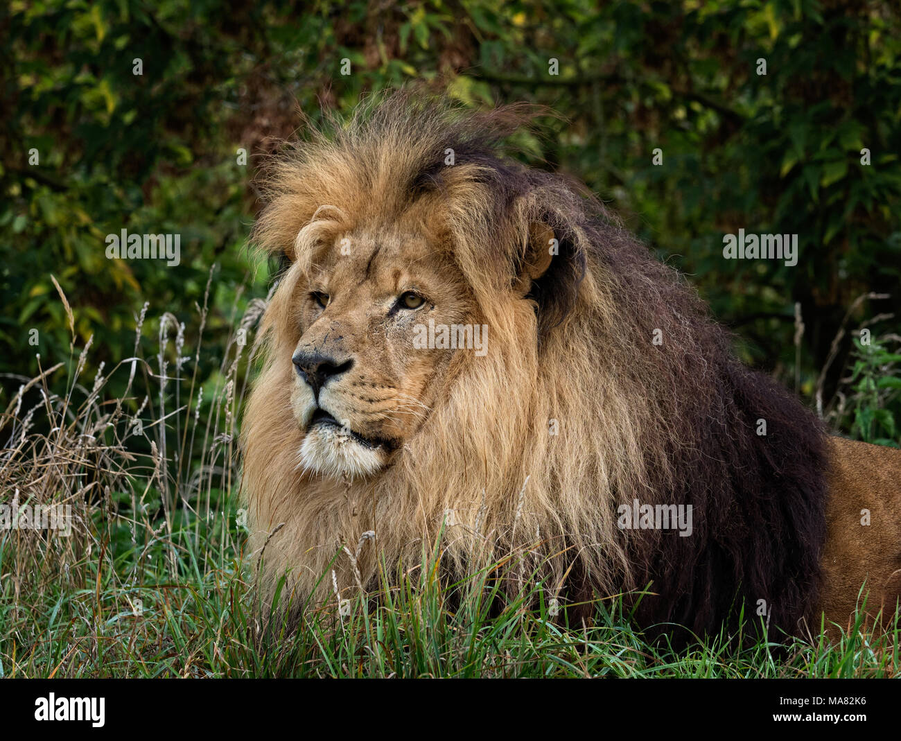 Homme Lion reposant (Panthera leo) Banque D'Images