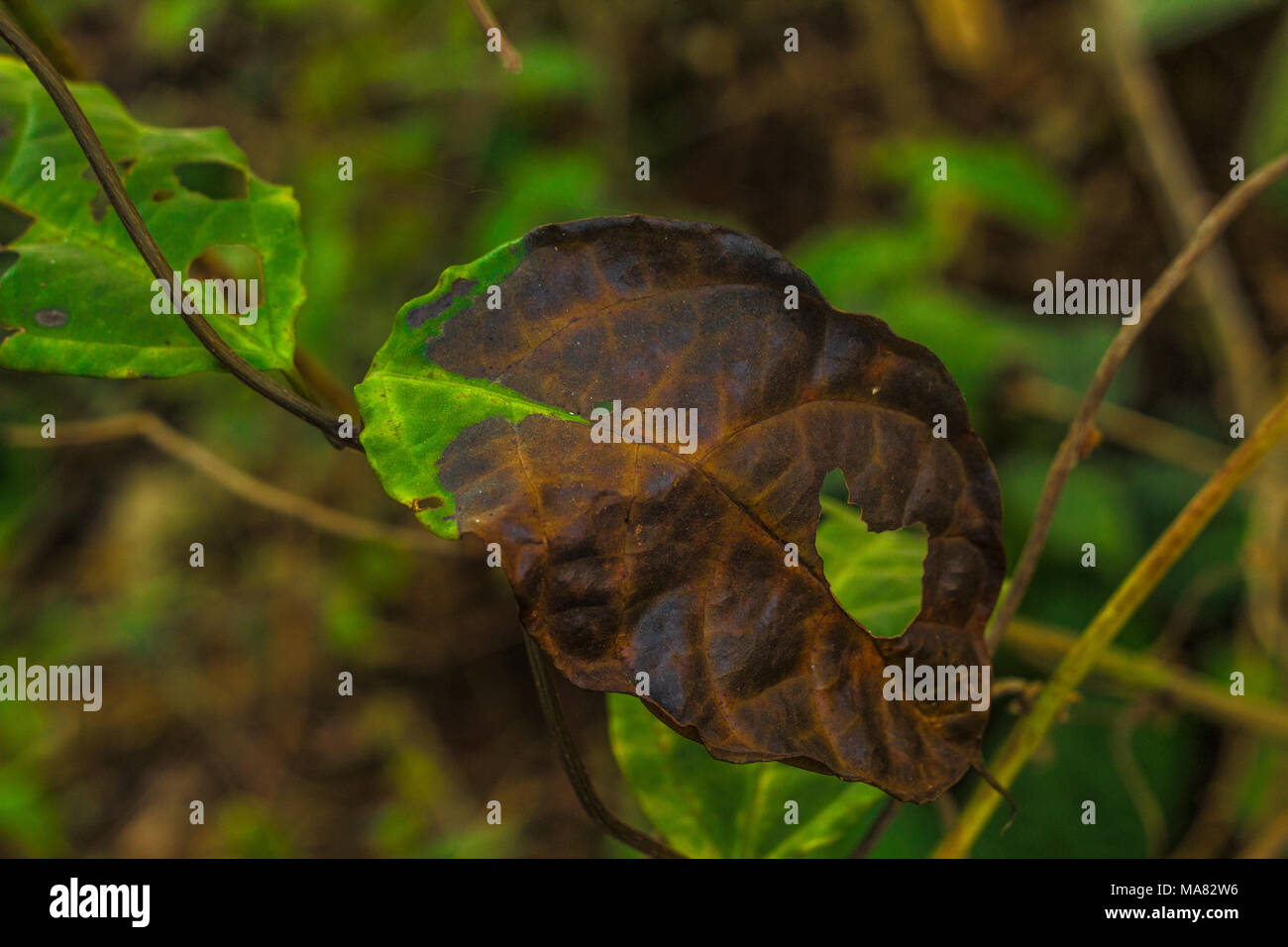La photographie de la nature d'une façon créative, artistique, [la nature est encore préservée]. Banque D'Images