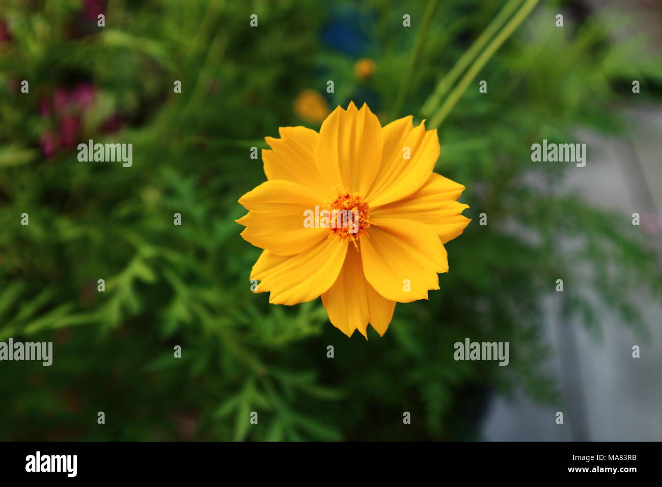 Cosmos jaune fleur, connu sous le nom de cosmos à soufre vert jardin  contexte trouble (Cosmos sulphureus Photo Stock - Alamy