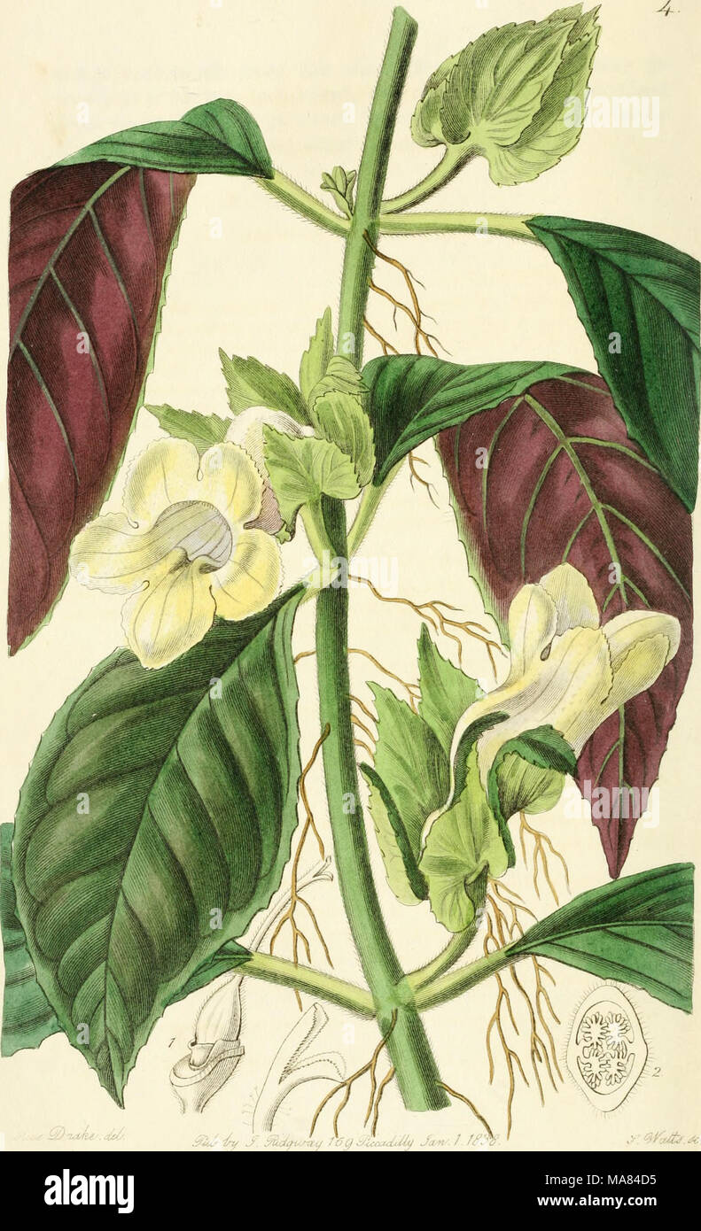 . Edwards' botanical register, ou jardin de fleurs ornementales, et le bosquet .. . Banque D'Images